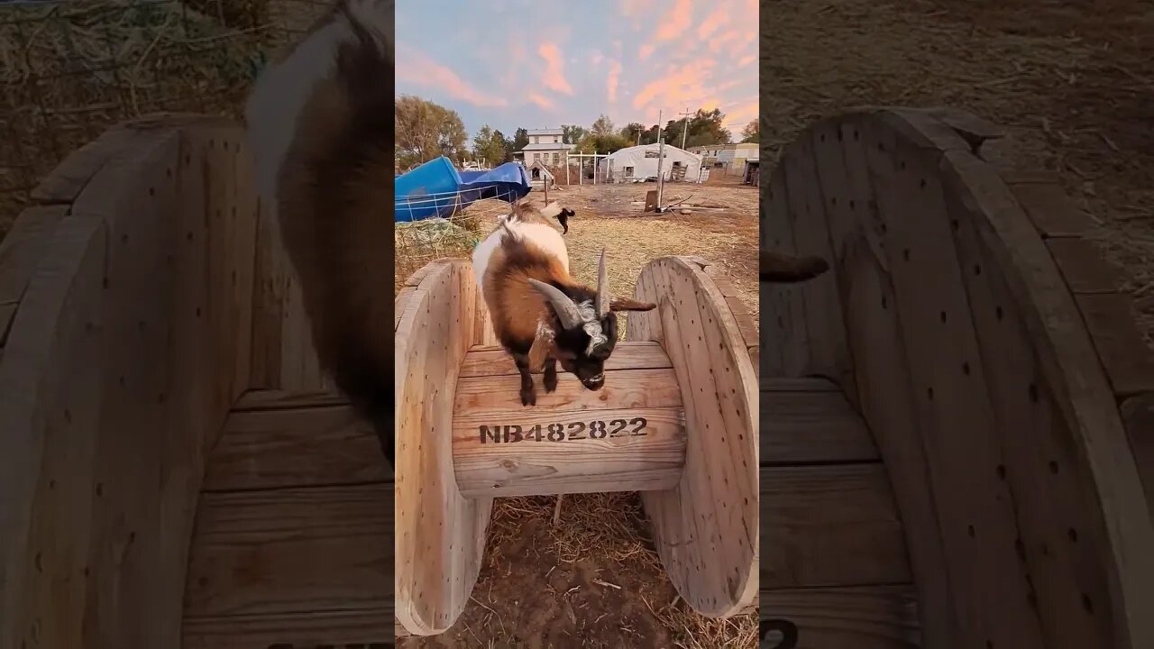 the crew wants more benefits #shorts #goats #fun #funny #farmlife #cookies