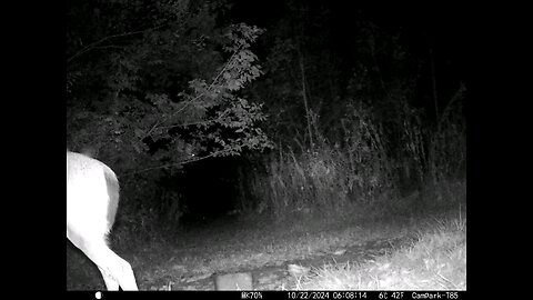 Deer 10-22-2024