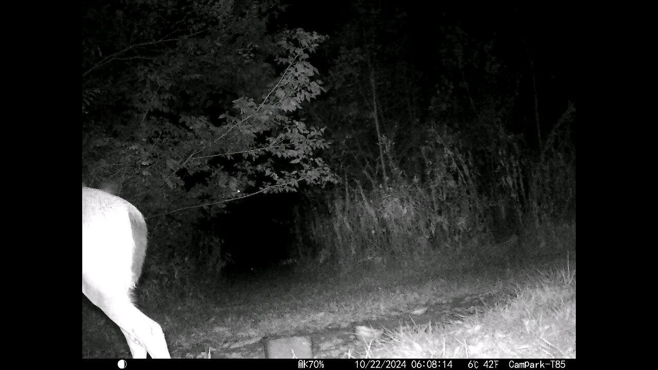 Deer 10-22-2024