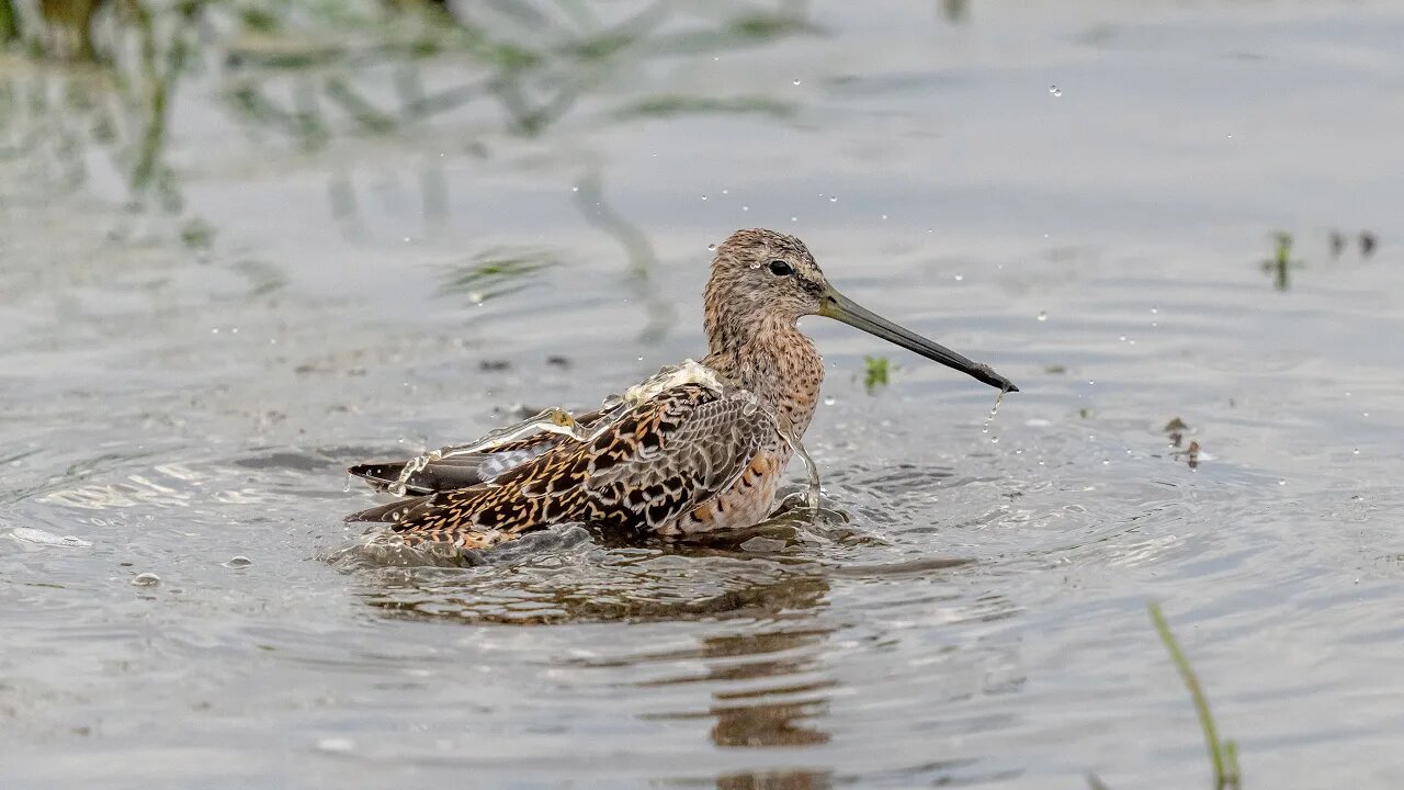 Long-Billed Dowitcher Bath, Sony A1/Sony Alpha1, 4k