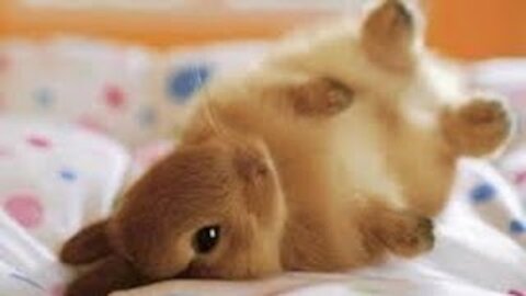 The Cutest Little Bunny is Sleeping On His Back