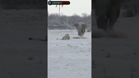 Elephant Stabs lion