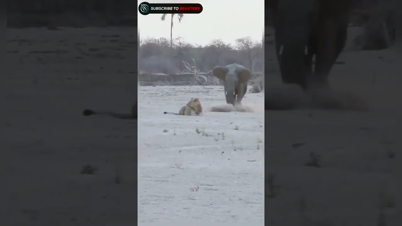 Elephant Stabs lion