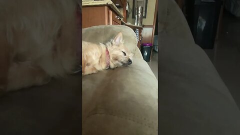 Dream. #shorts #dream #dog #yorkie