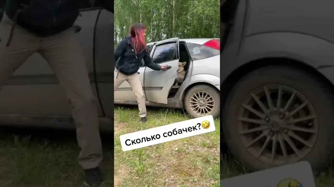 #shorts Смешные Собаки Из Тик Тока 223 Funny Dogs From Tiktok