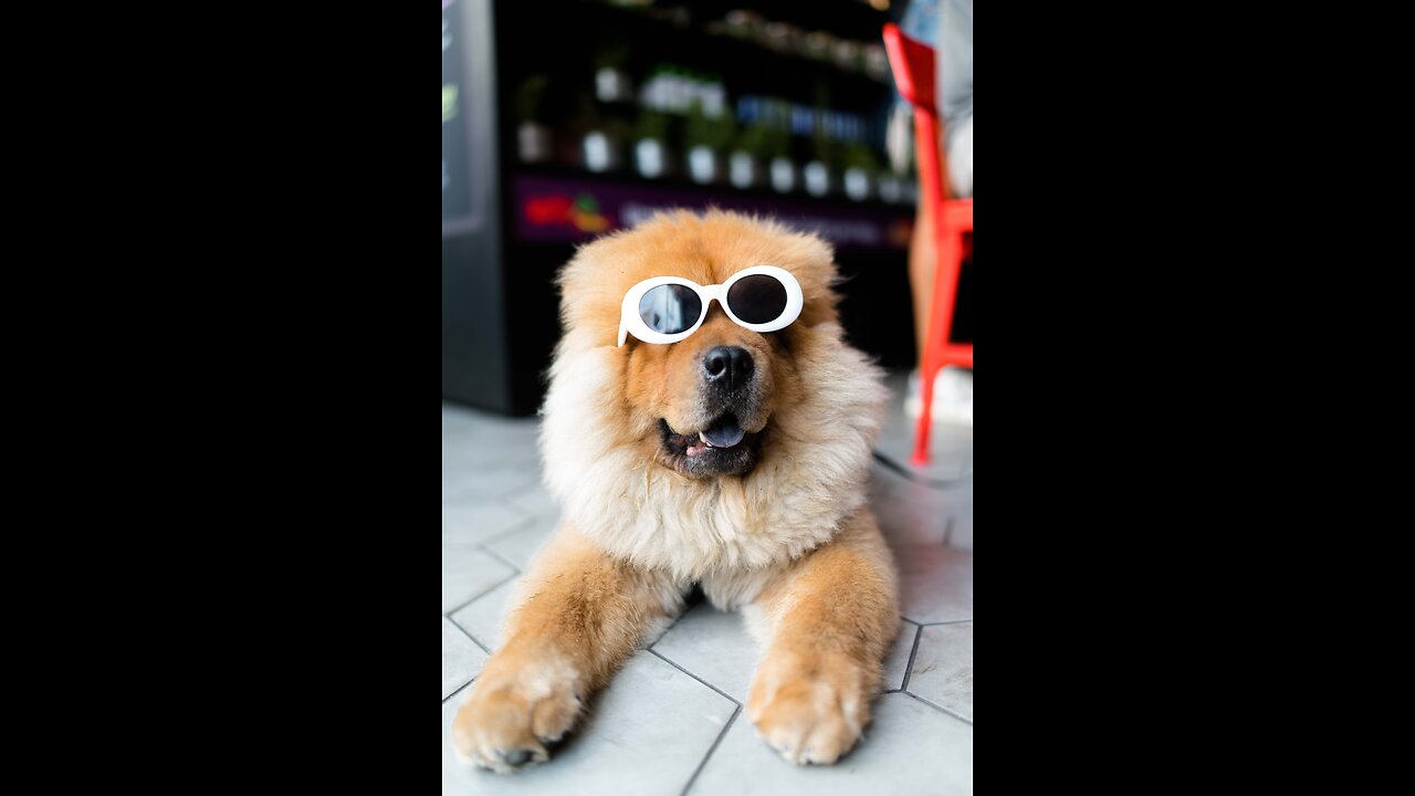Super Funny Dog Videos 2024 TRY NOT TO LAUGH challenge #funnypets