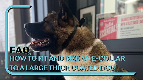 How To Fit And Size An E-Collar On A Large Thick Coated Dog With Kuma The American Akita