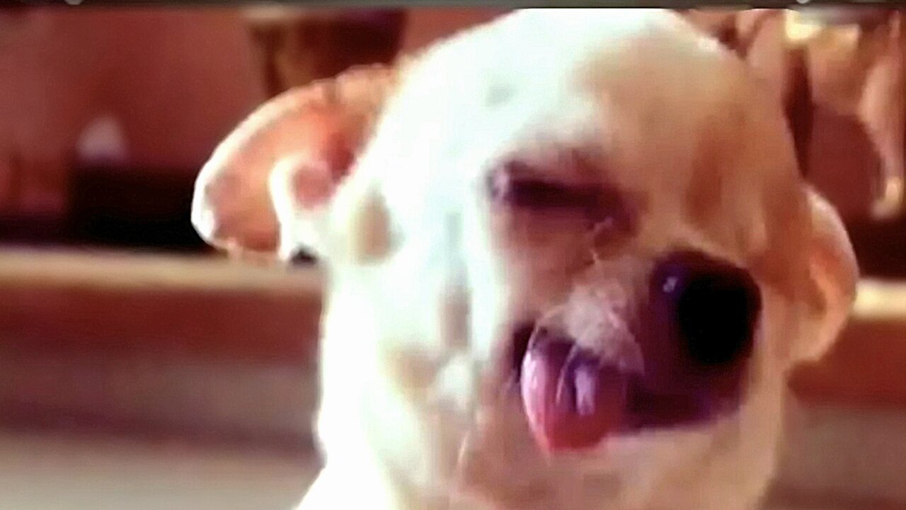 "Epic Pet Fails: Funniest Animal Bloopers Compilation!"