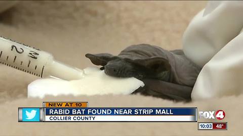 Rabid Bat Found Near Strip Mall