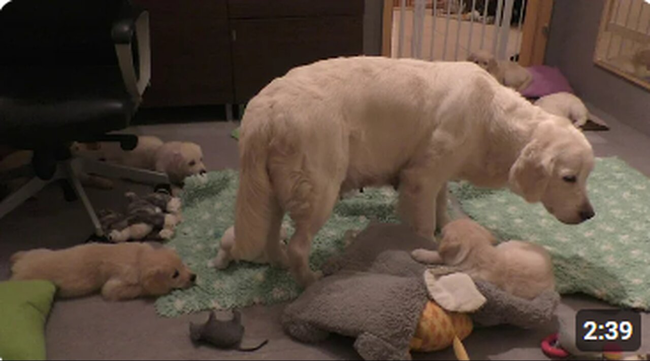 experienced dog mother teaches old puppies to be calm.