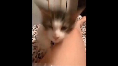 Funny cat attack😂😂😂
