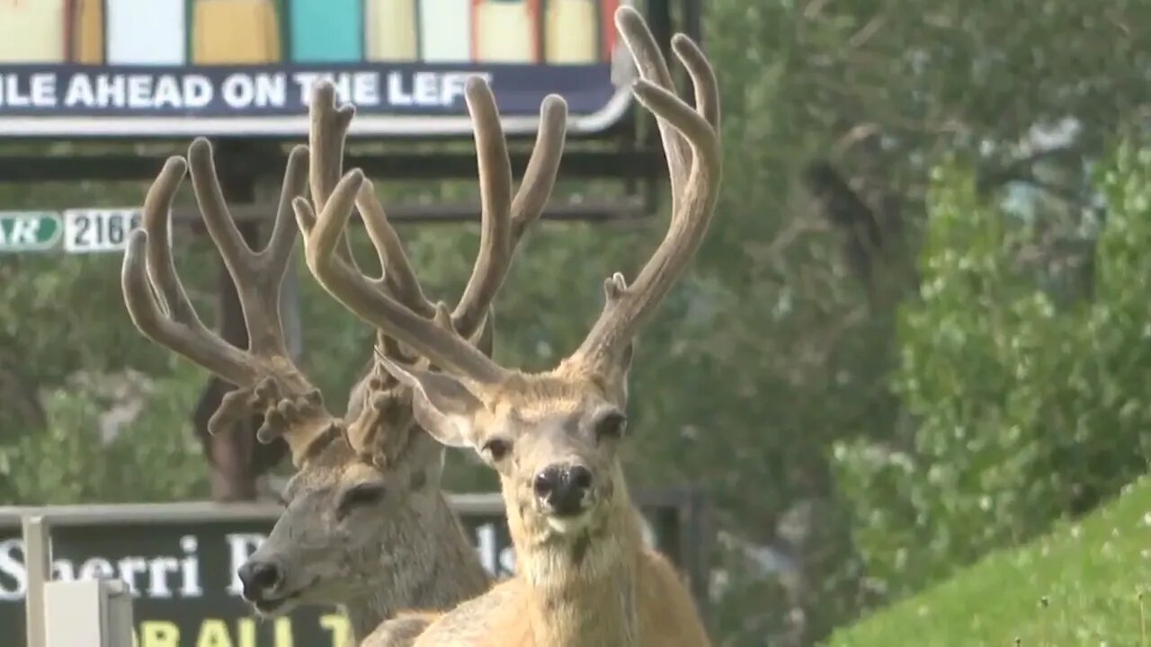 JUST CHILLIN'! MONSTER MULE DEER BUCKS!