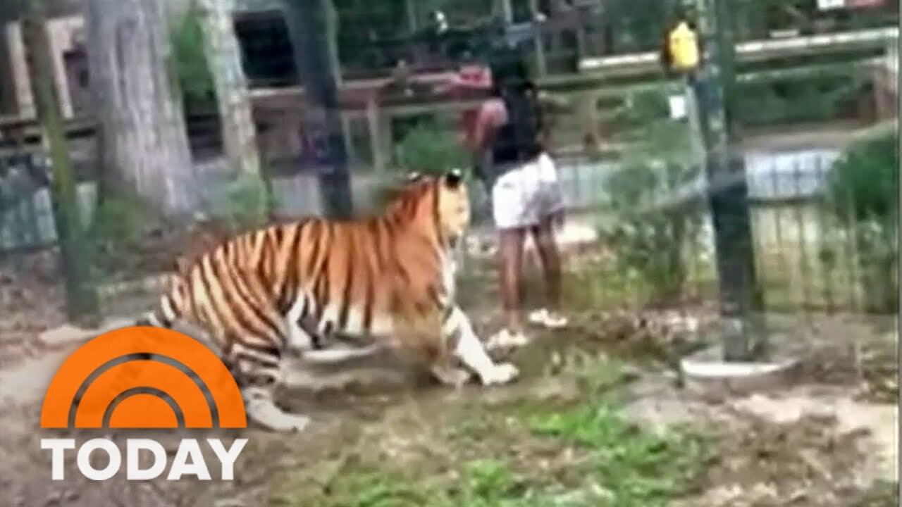 Woman climbs into tiger exhibit in New Jersey zoo