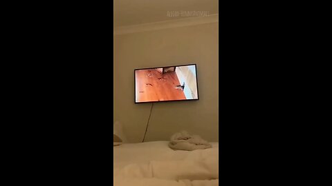 How My Hilarious Pets Keep Me Entertained: Viral Video Edition!
