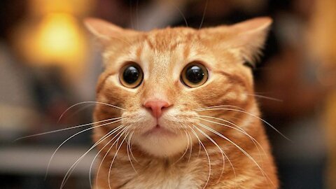OMG So Cute Cats ♥ Best Funny Cat Videos 2021 | Pets Garden