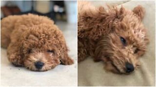 Il cane più impacciato e pigro al mondo