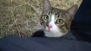 Small Cat Travels