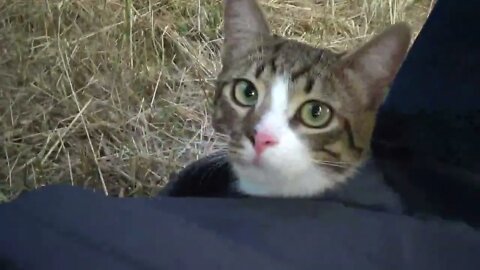 Small Cat Travels