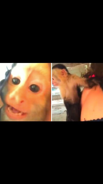 Mischievous monkey coming out of a woman's clothes