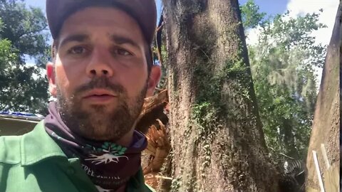 Tree Hazards 101 - Split Trunk Trees