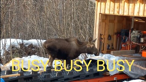 A BUSY COUPLE WEEK ON THE HOME FRONT