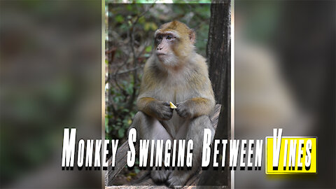 a monkey swings among the vines .