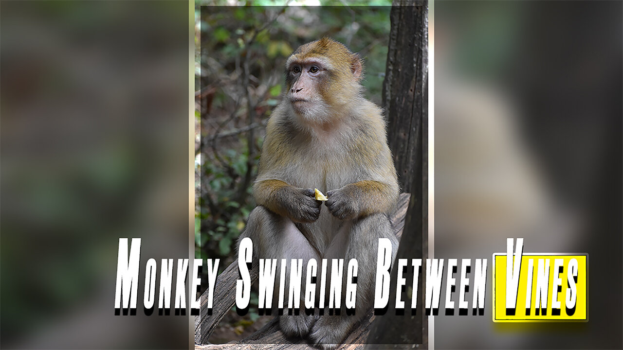 a monkey swings among the vines .