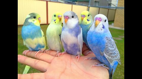 Budgies parrot night sleeping