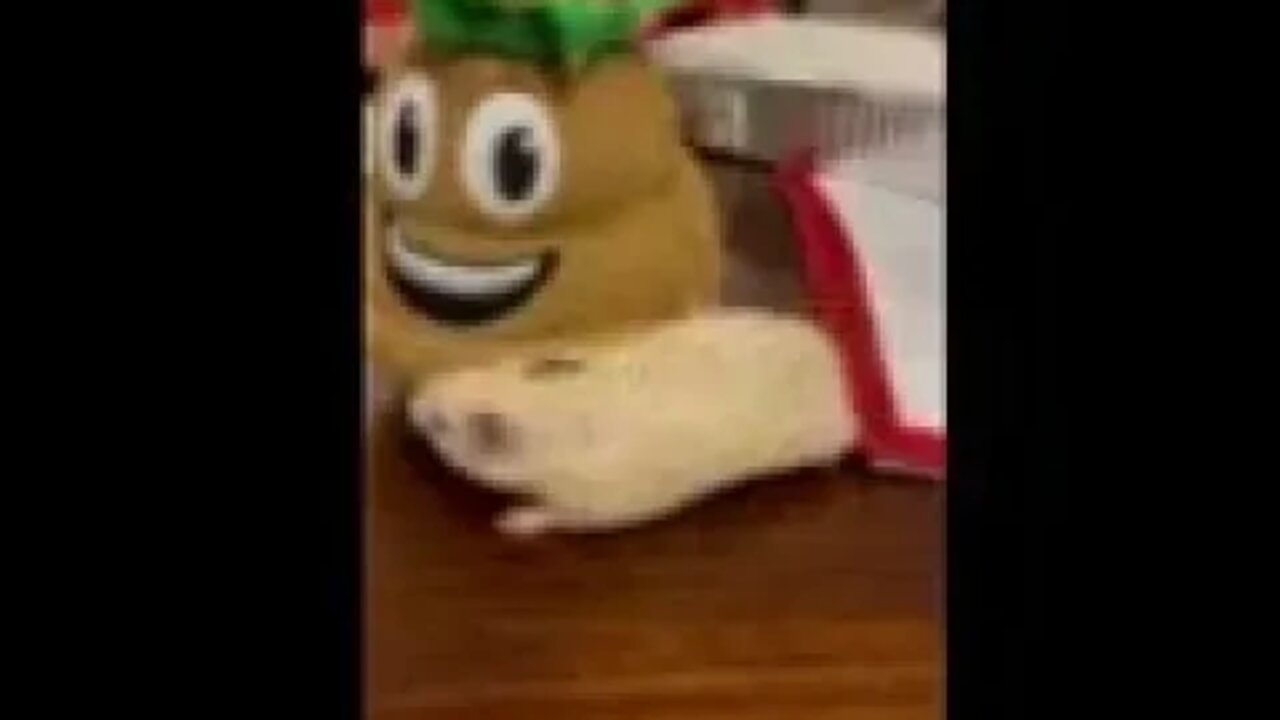 Guess Joey liked Christmas Poopy after all!😁