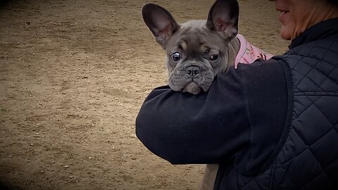 First Time Ladybug and Turbeau Go to the Park