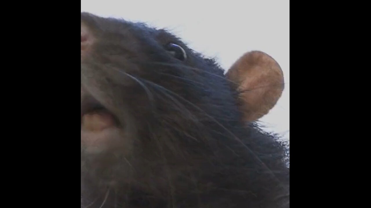 Can You Guess What The Top 5 Most Rat Infested Cities Have In Common?