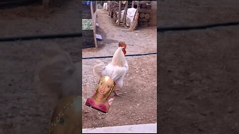 funny chicken