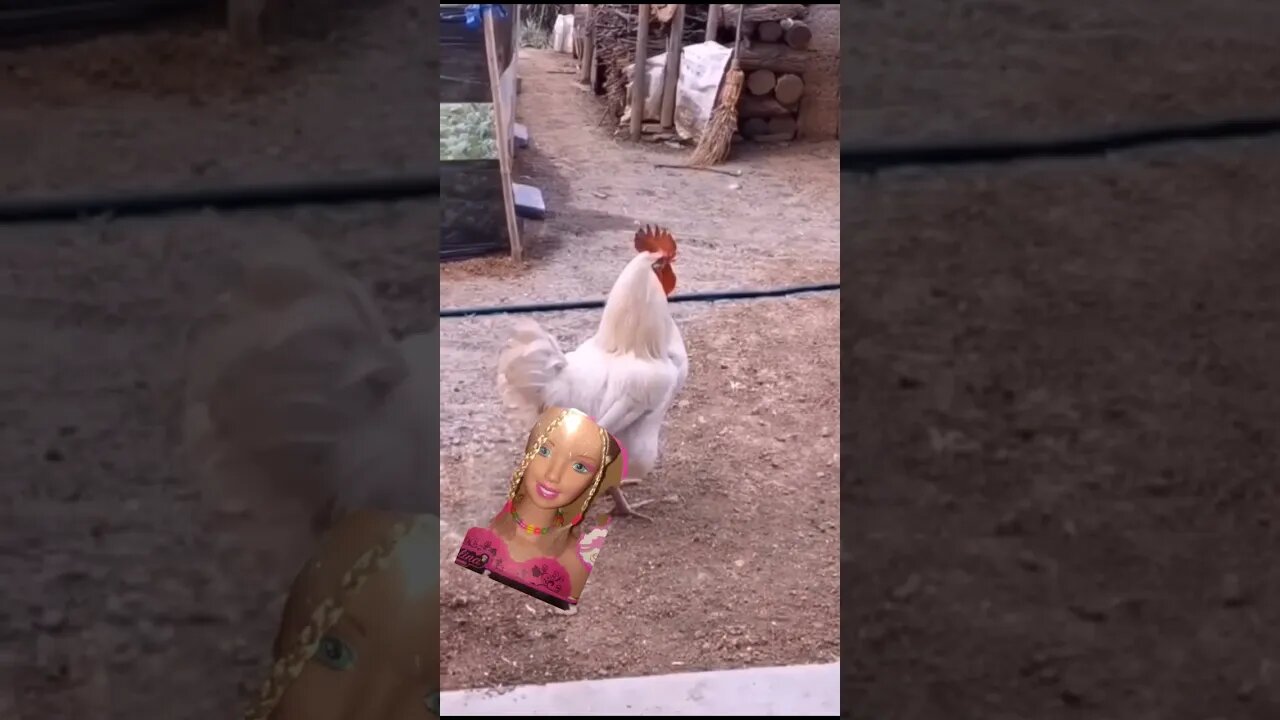 funny chicken