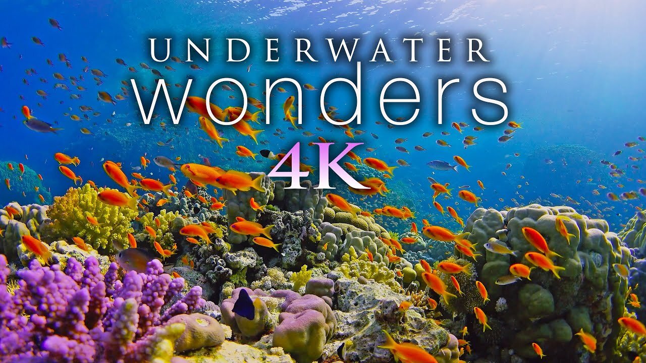 Under Red Sea 4K 🐢 Incredible Underwater World - Tropical Fish, Coral Reefs, Jellyfish Aquarium