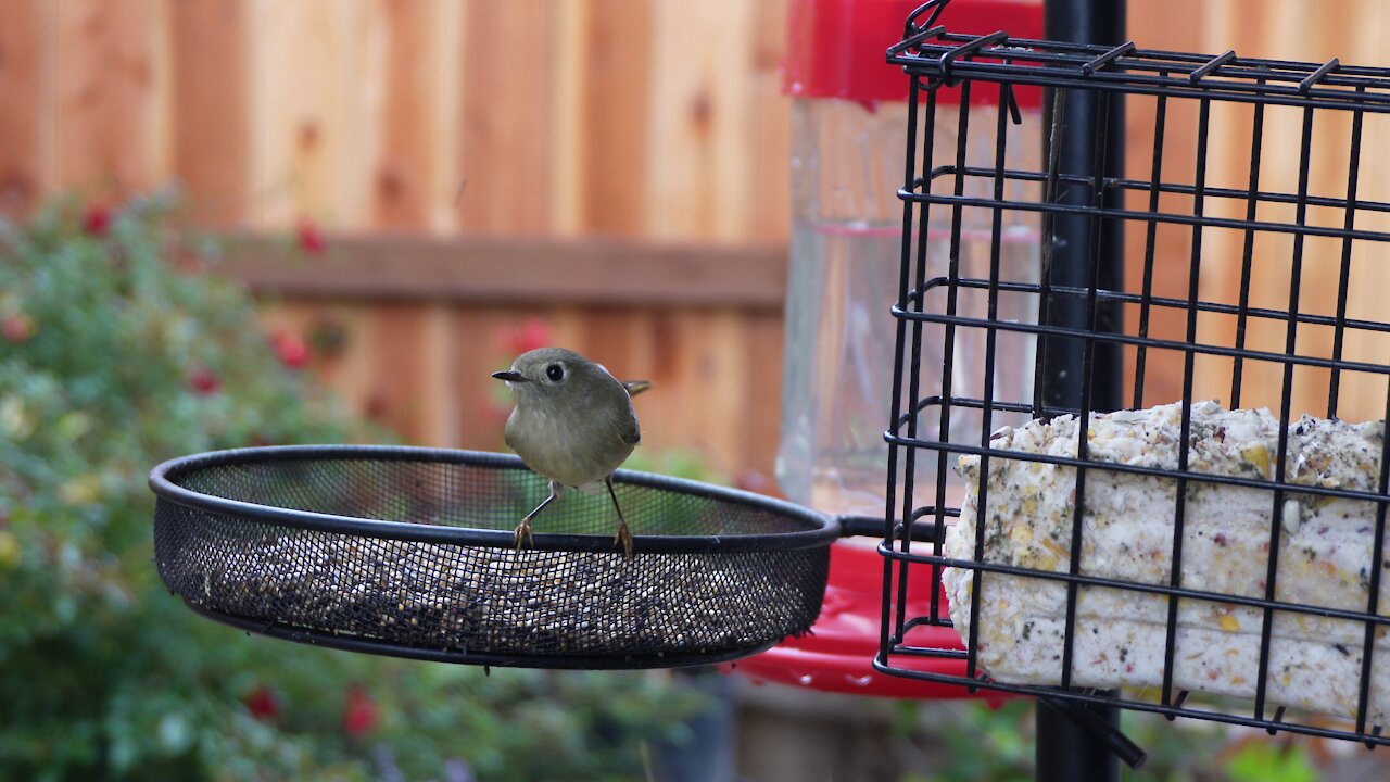 Ruby-Crowned Kinglet and Finches