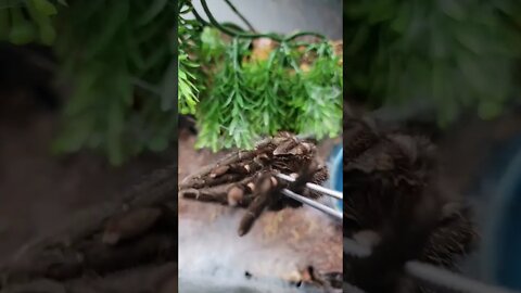 BIG FANGS on the Brazilian Black Tarantula 🕷