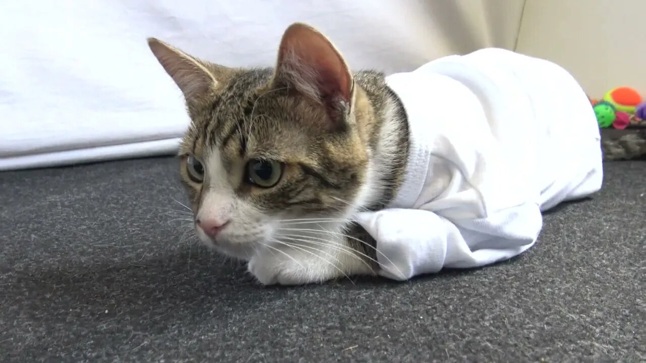 Karate Cat Trains on the Tatami