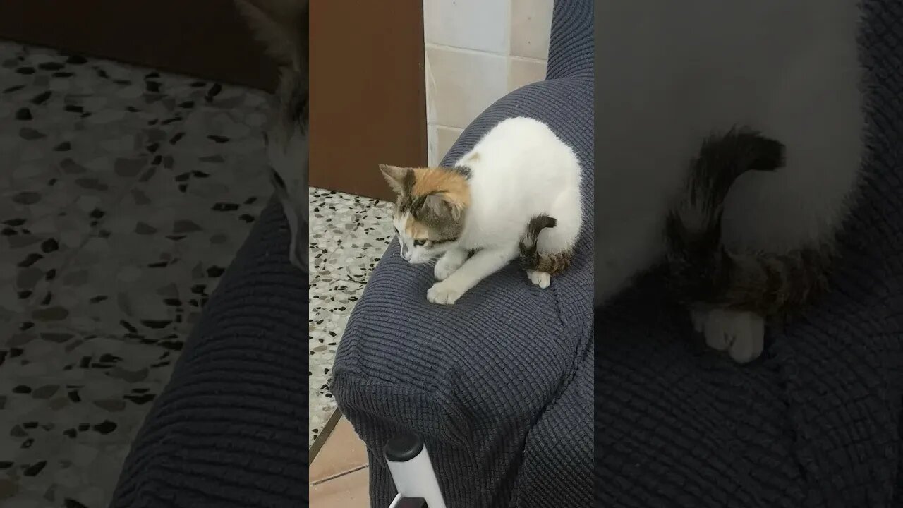 Cat Making Biscuits - Funny Cat Video