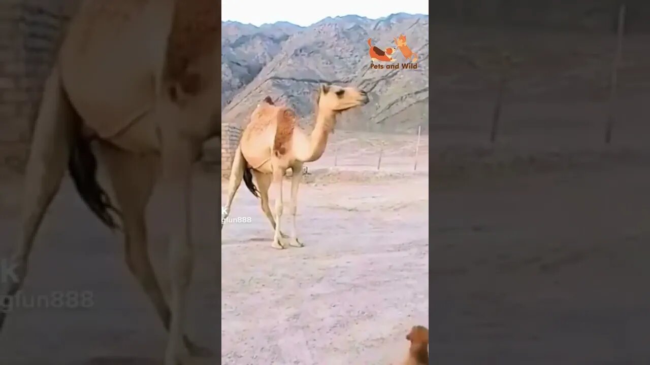 adorable camel with funny dog playing #Petsandwild #camel