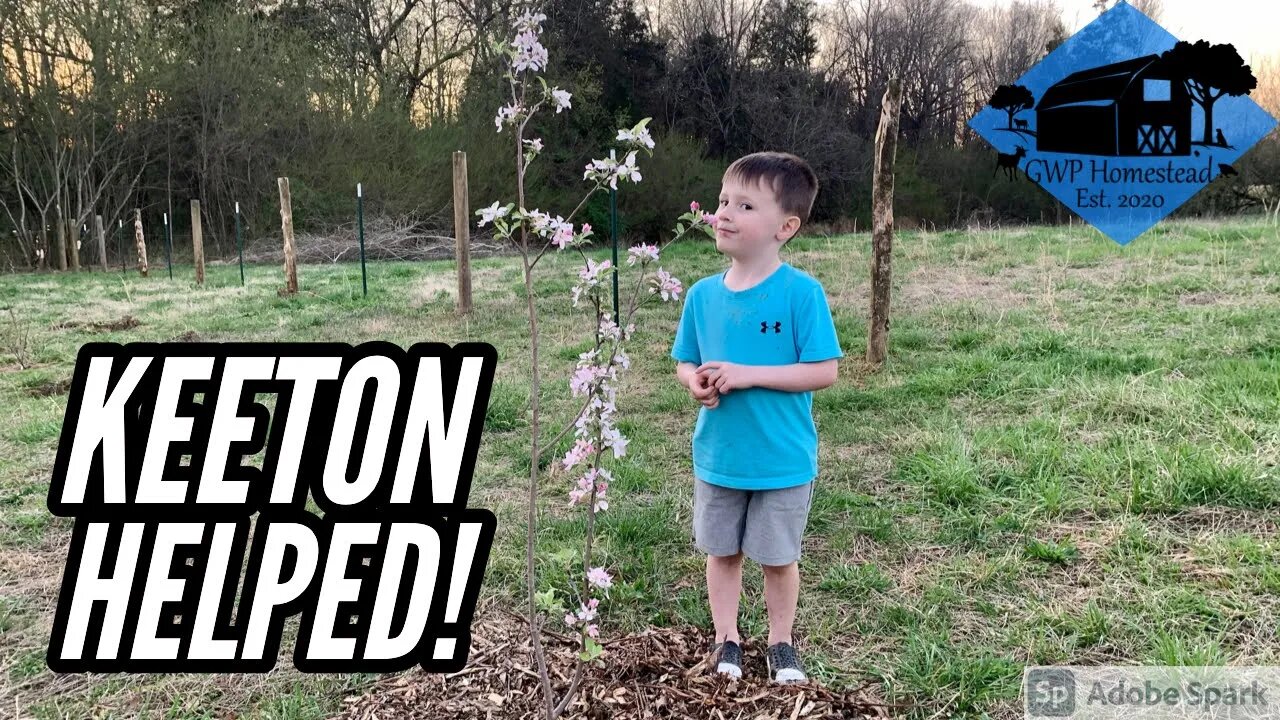 We Planted an Orchard! (And a Couple More Shade Trees)