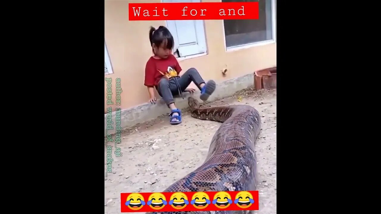 girl playing with a python