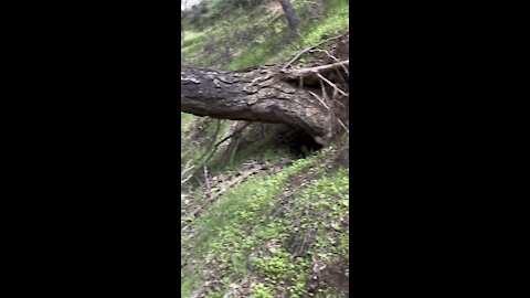 Fallen Pine resting on Oak Above Trail