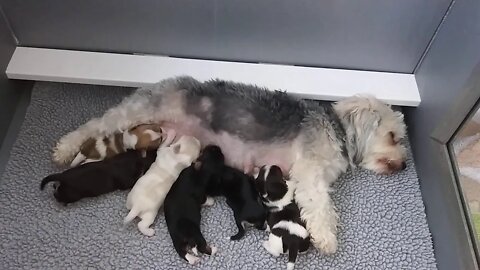 I Litter(1)