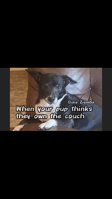When your pup thinks they own the couch 🐾
