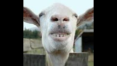 Funny animals video