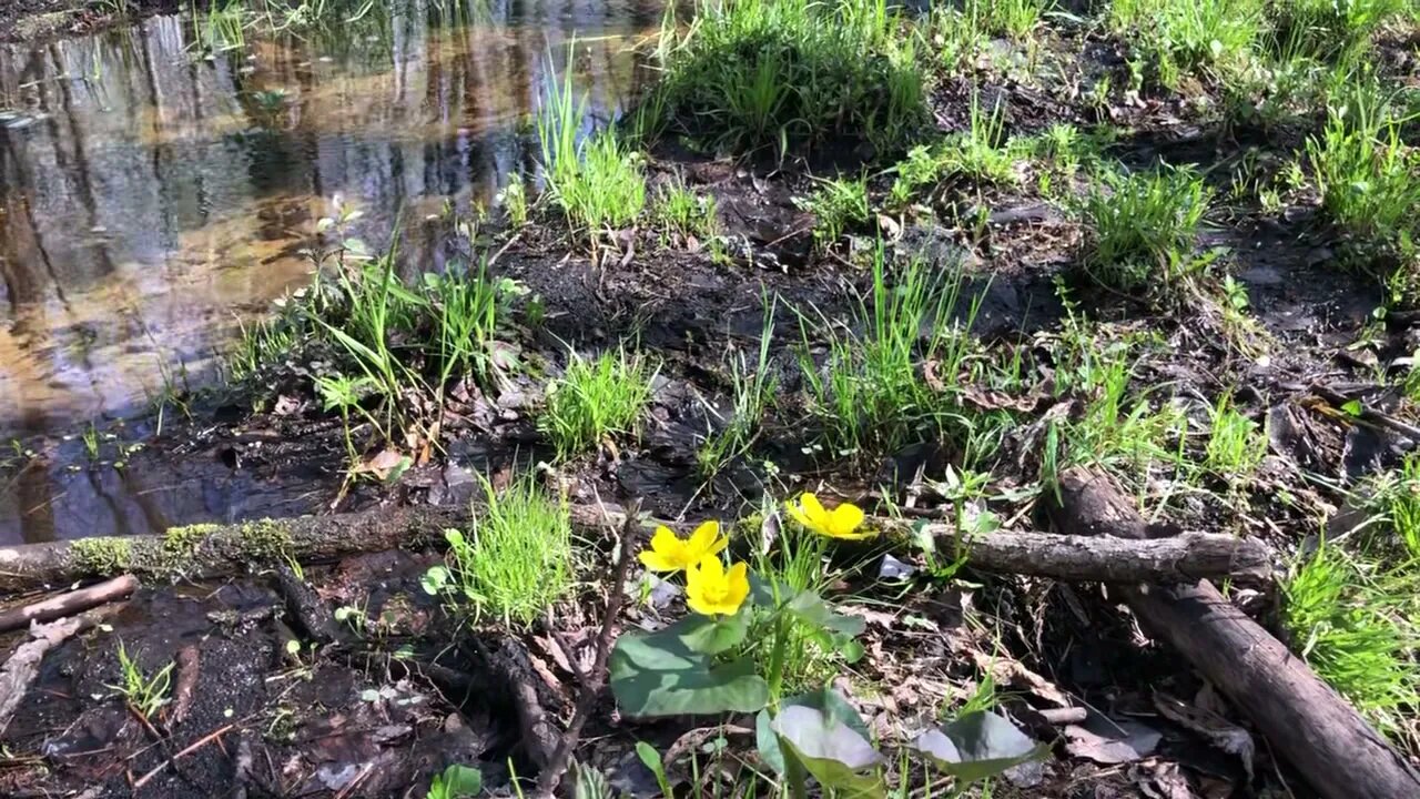 Monday Bonus Video: the official swamp (or "slough" as we say up north) of Discreet Defense Research