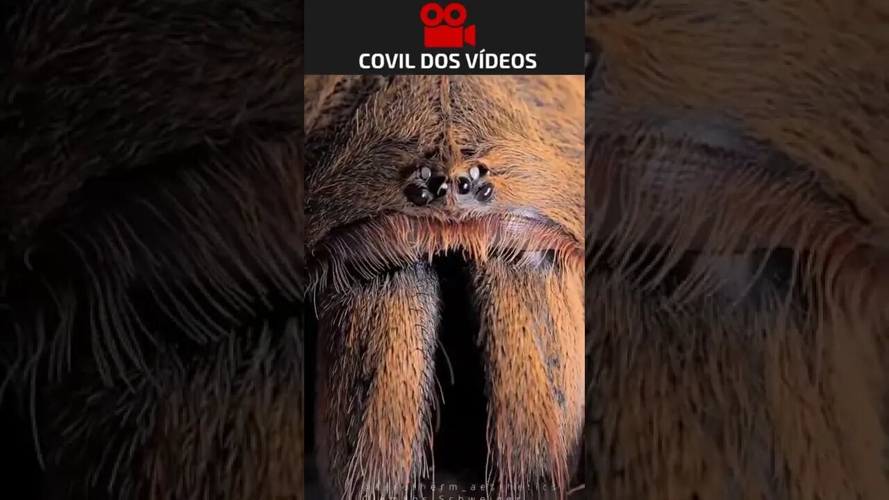 assustador demais os olhos de uma aranha