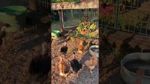 Goofy Goobers #shorts #chickens #turkens #nakedneckchickens #dinos #curious #chicks #tortoise