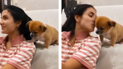 cute puppy wants kiss from owner