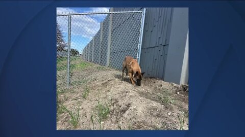 Loose dog rescued just inches from rush hour along I-70 in Denver